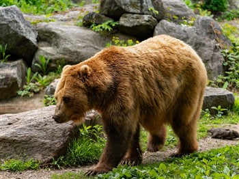 Wildwood Animal Park OR Canterbury