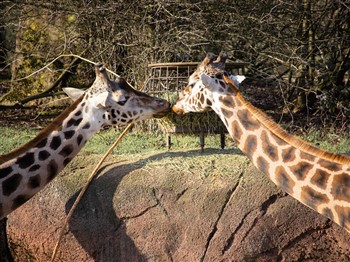 Zoo and Wildlife Parks 
